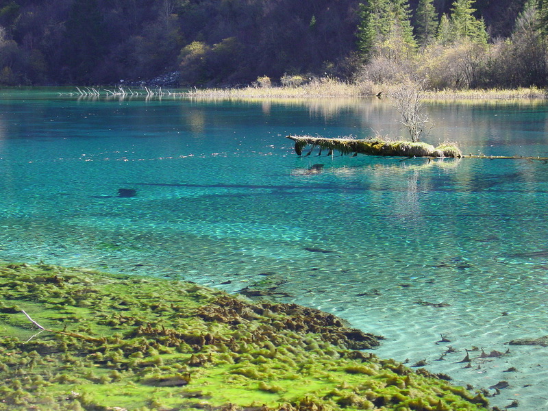 Lac de cinq couleur à Jiuzhaigou
