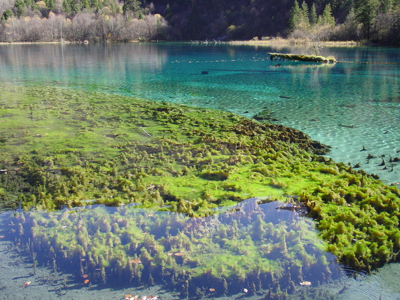Lac de cinq couleur à Jiuzhaigou